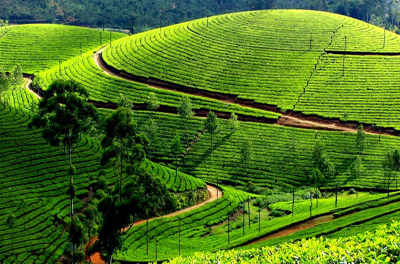 Idealistic Kerala Tour - mytripzoom