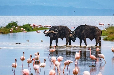 Mid Luxury Kenyan Safari: From Masai Mara to Lake Nakuru- mytripzoom