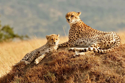 Safari Adventure in Kenya: Exploring Nairobi, Masai Mara, and Beyond- mytripzoom