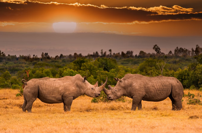 Unveiling Kenya’s Natural Beauty: An Adventure Safari Tour Package from Nairobi- mytripzoom